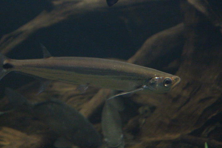 Giant sword minnow (Macrochirichthys macrochirus)