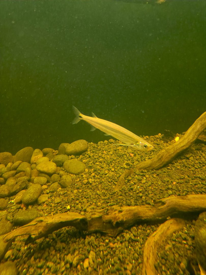 Giant Swordminnow (Macrochirichthys macrochirus)