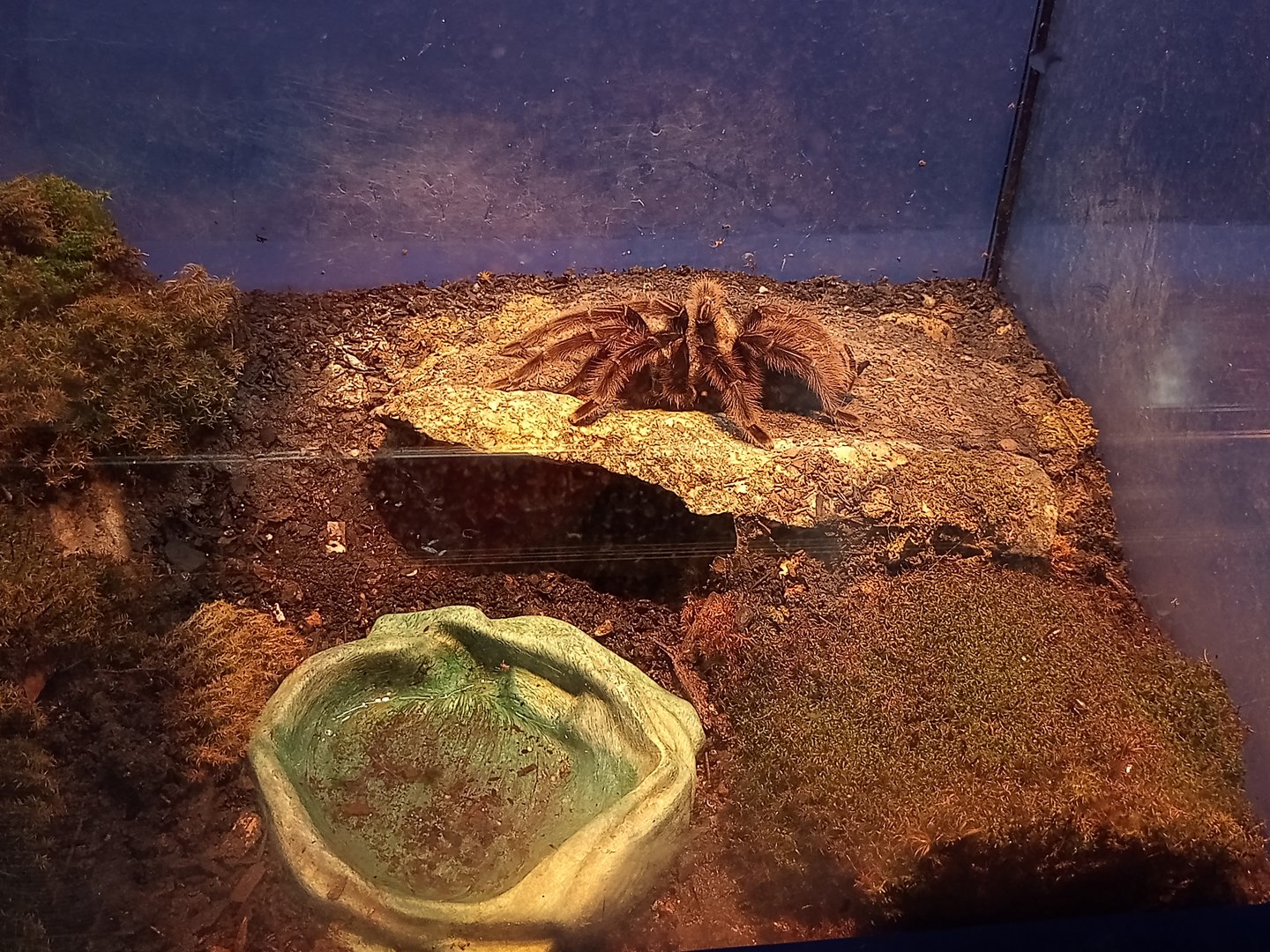 Giant Tawny red tarantula ( grammostola anthracina )