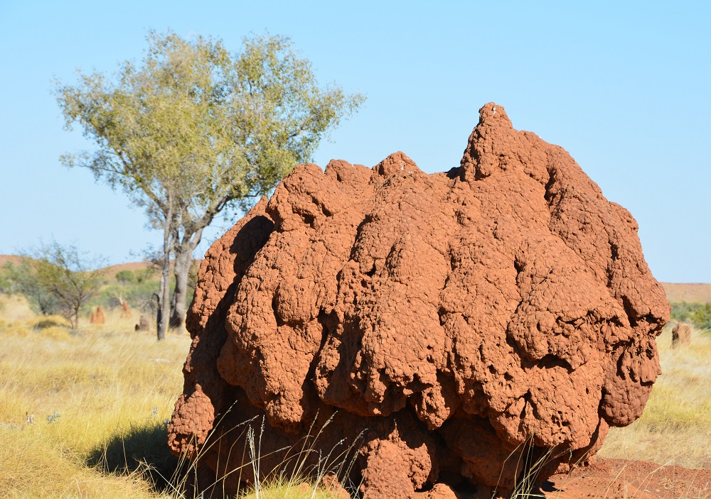 Giant termite mound.  NT