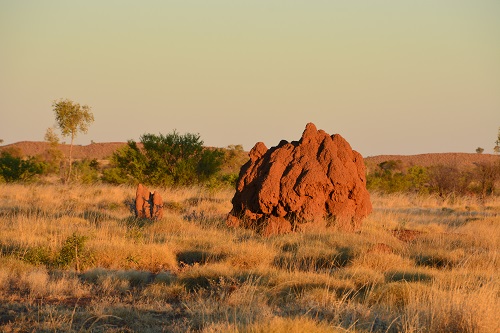 Giant termite mound