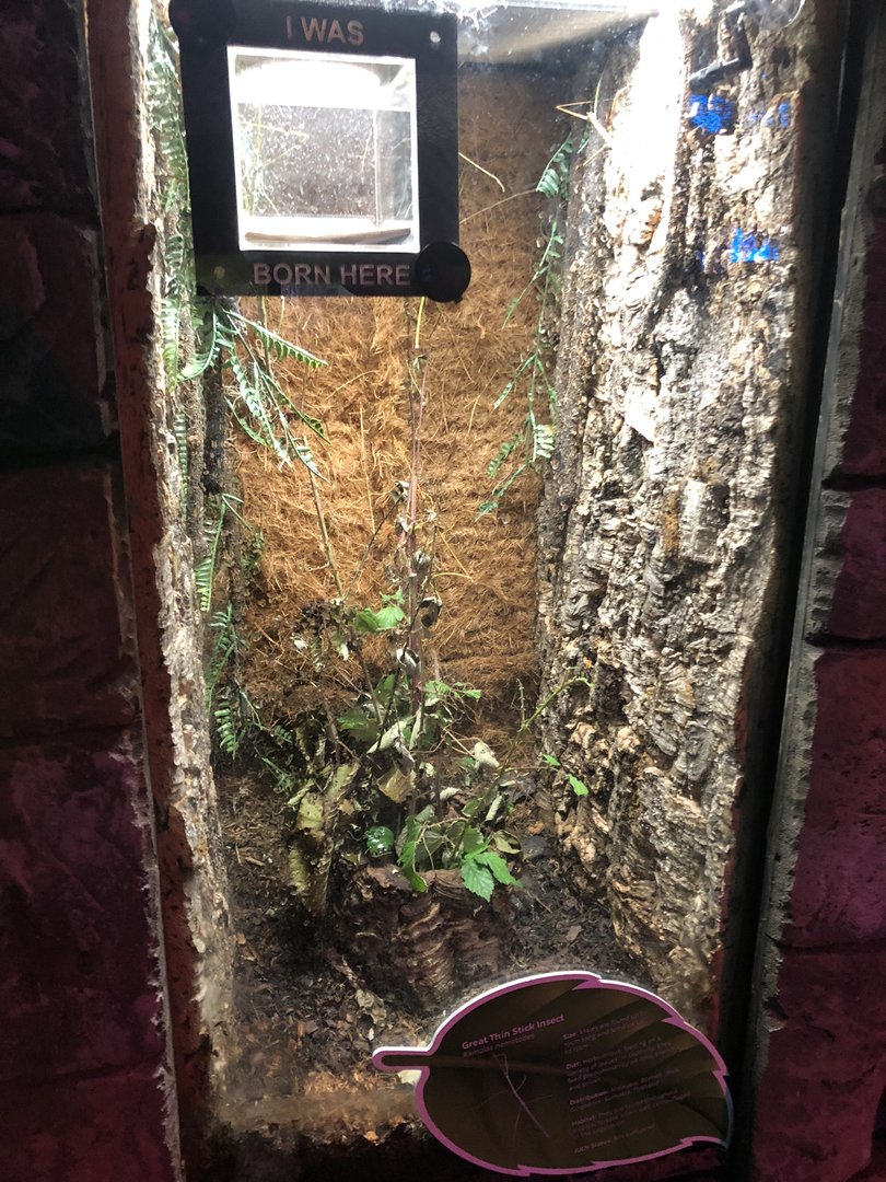 Giant Thin Stick Insect Enclosure at SEA LIFE Scarborough (September 2022)