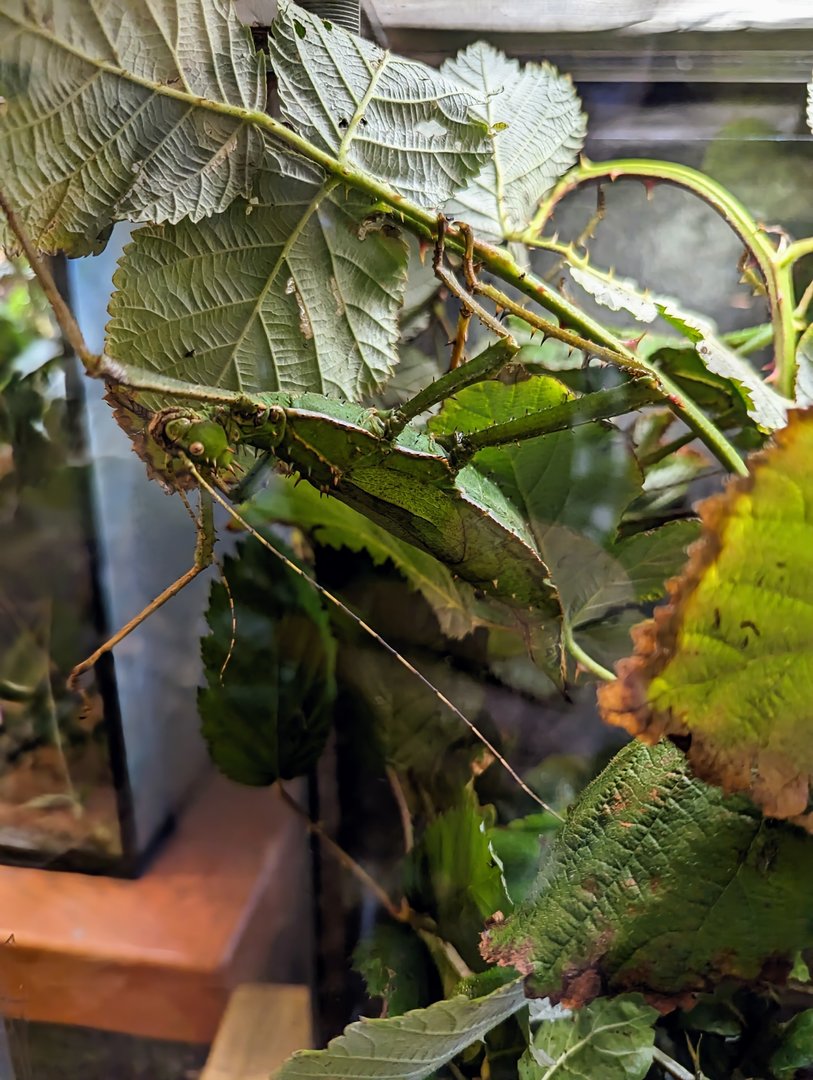Giant Thorny Phasmid - July 8th 2023