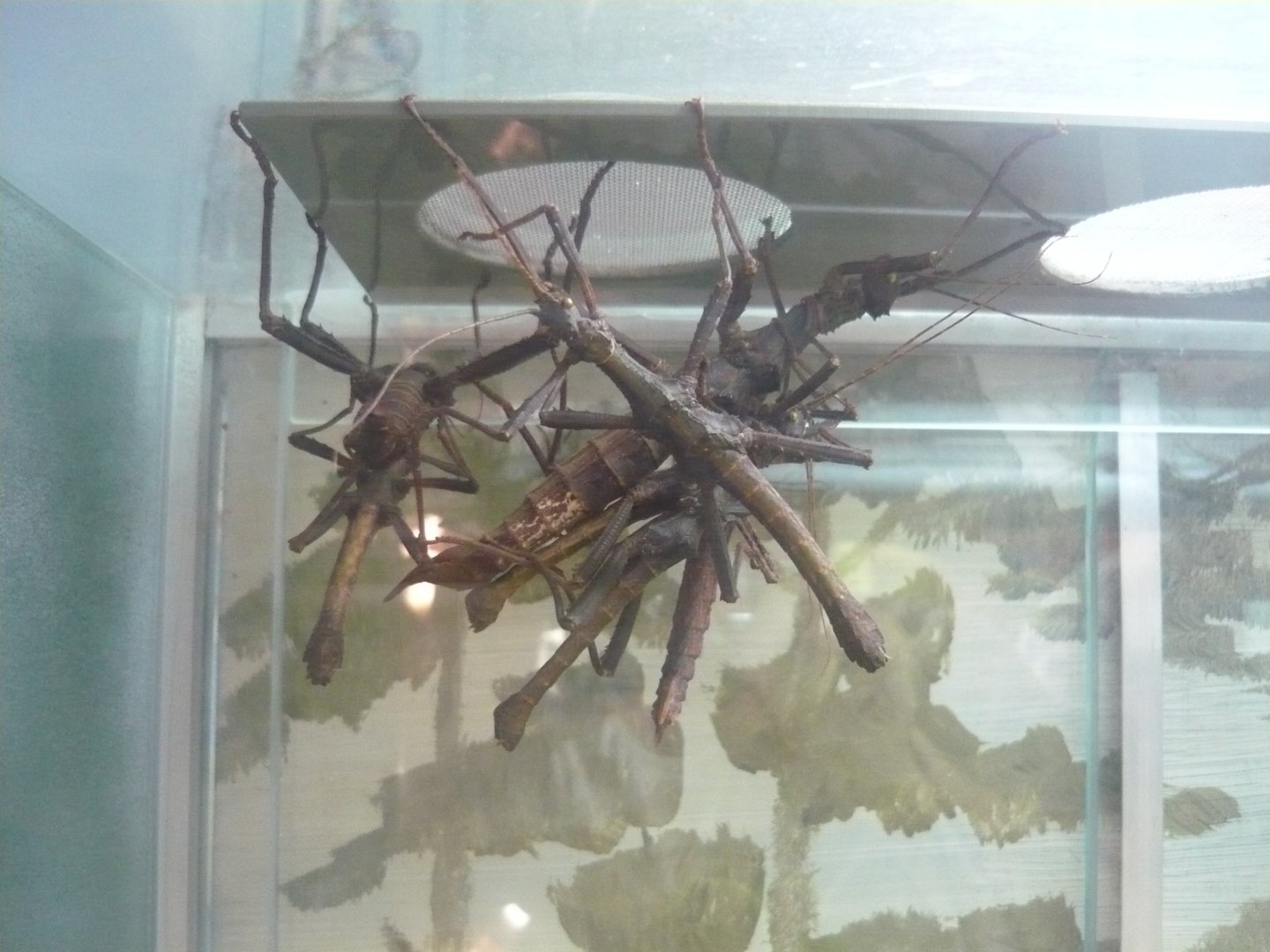 Giant thorny stick insect (Trachyaretaon brueckneri)