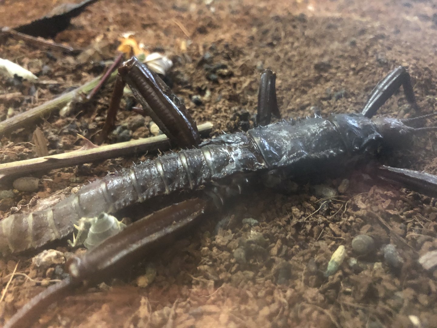 Giant thorny walking stick