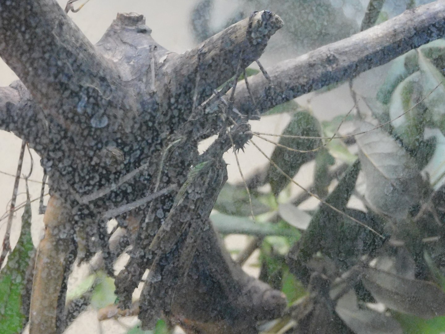 Giant thorny walking stick