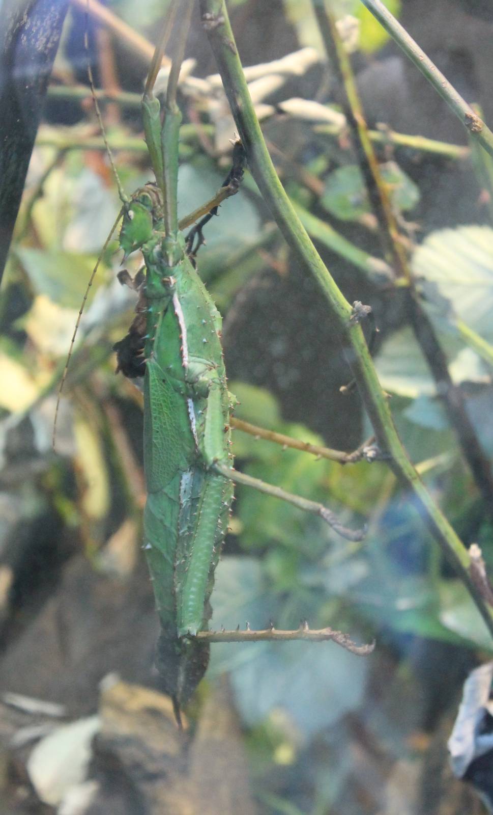 Giant thorny walkingstick
