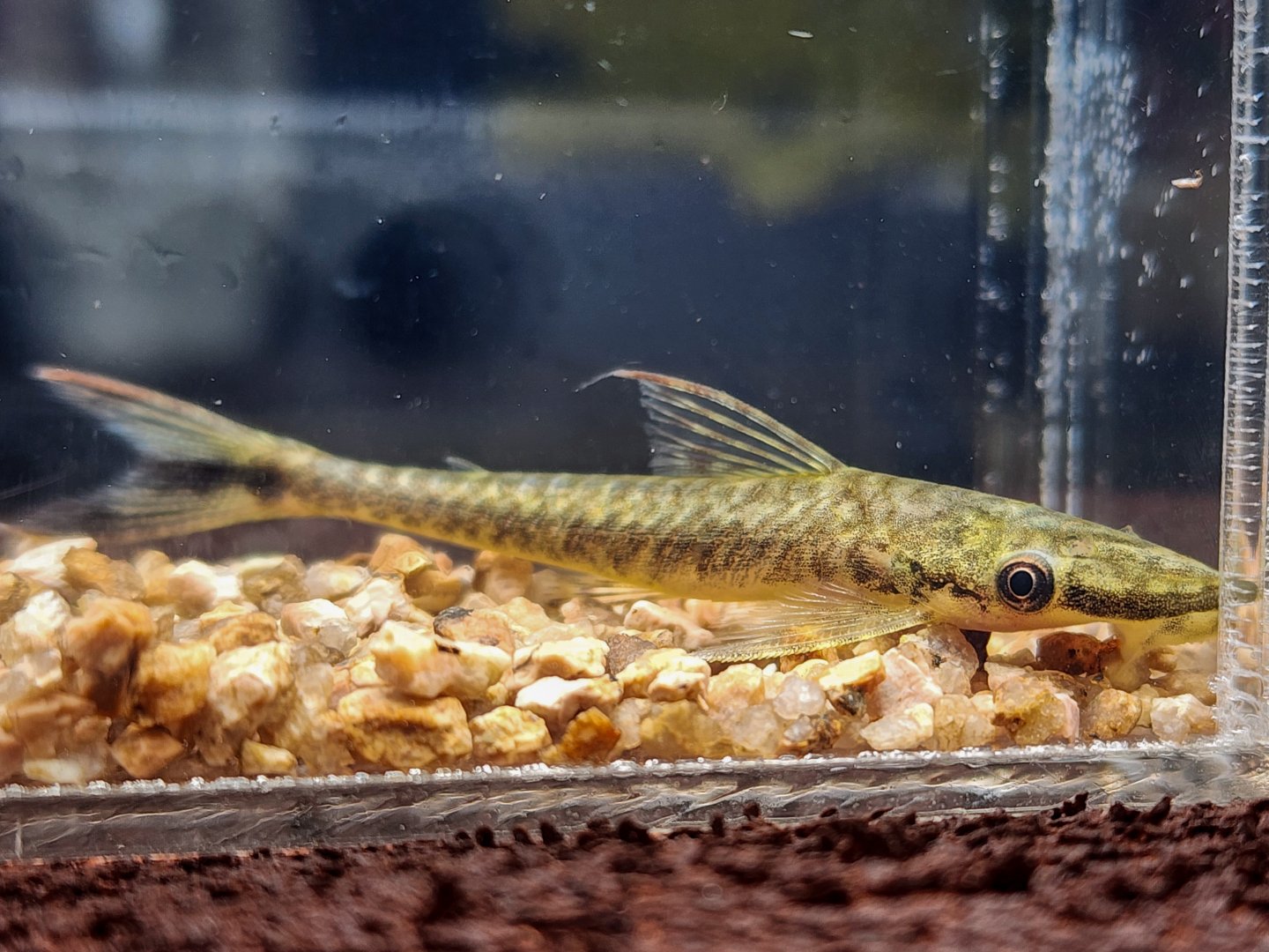 Giant Tiger Oto (Hypoptopoma psilogaster)