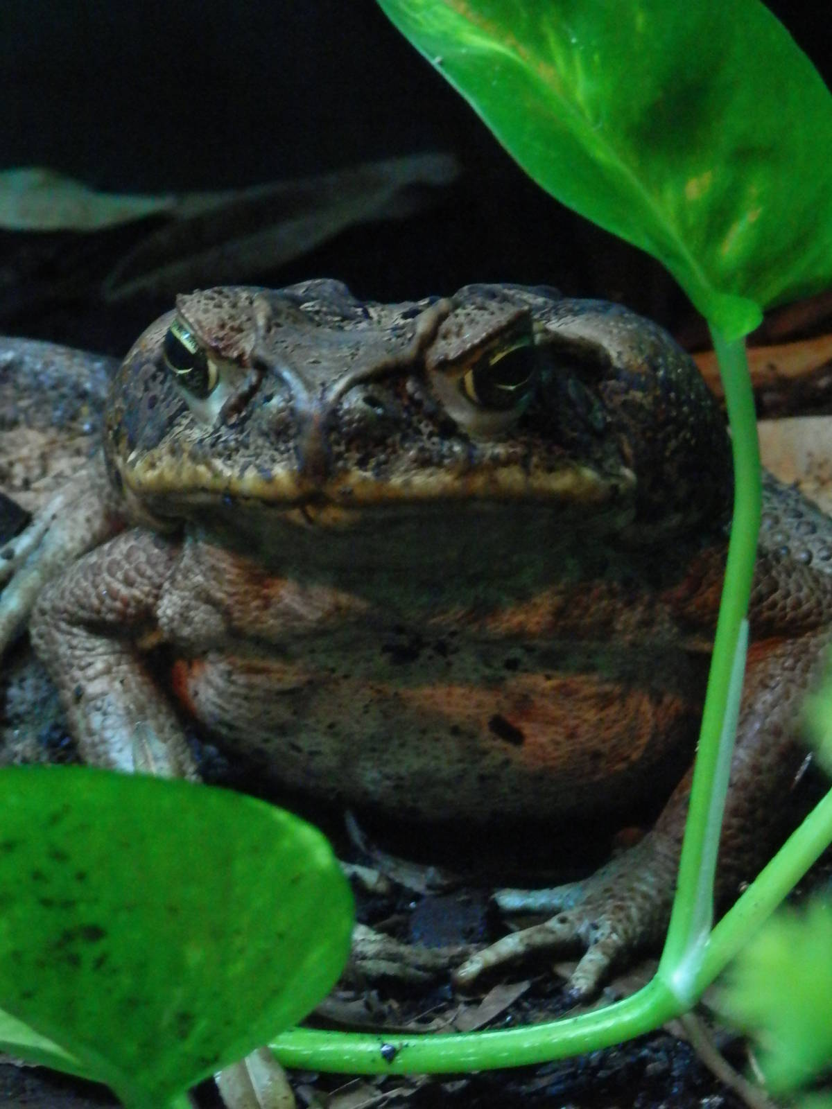Giant toad