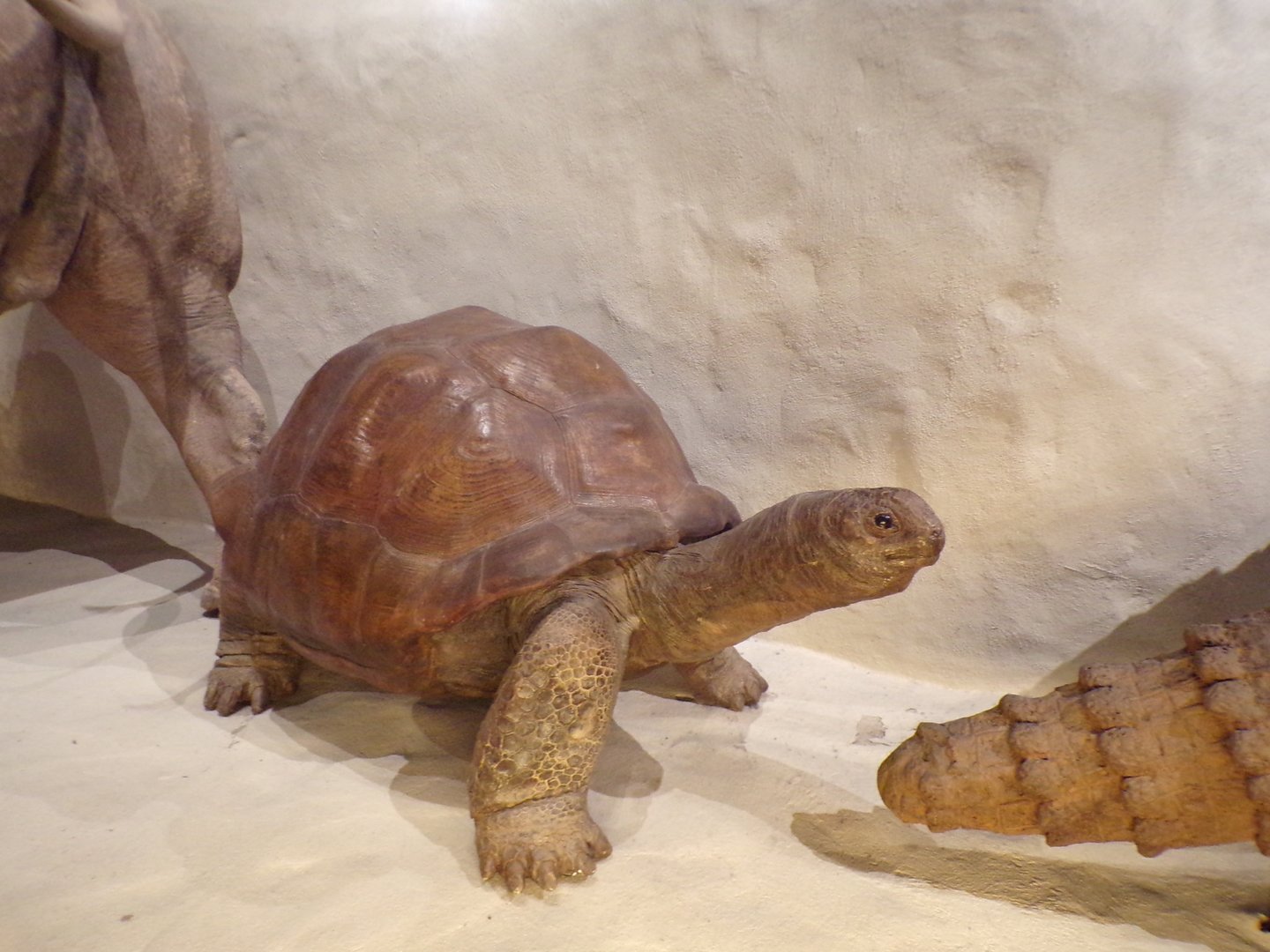 Giant tortoise 30.12.22