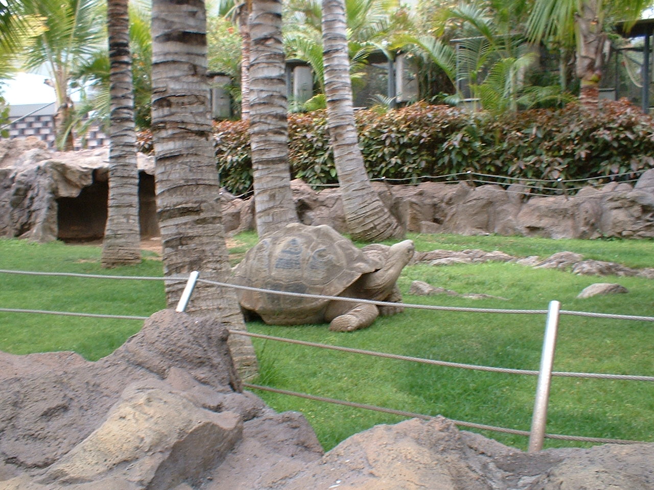Giant Tortoise at Loro Parque in Tenerife, 16 May 2004