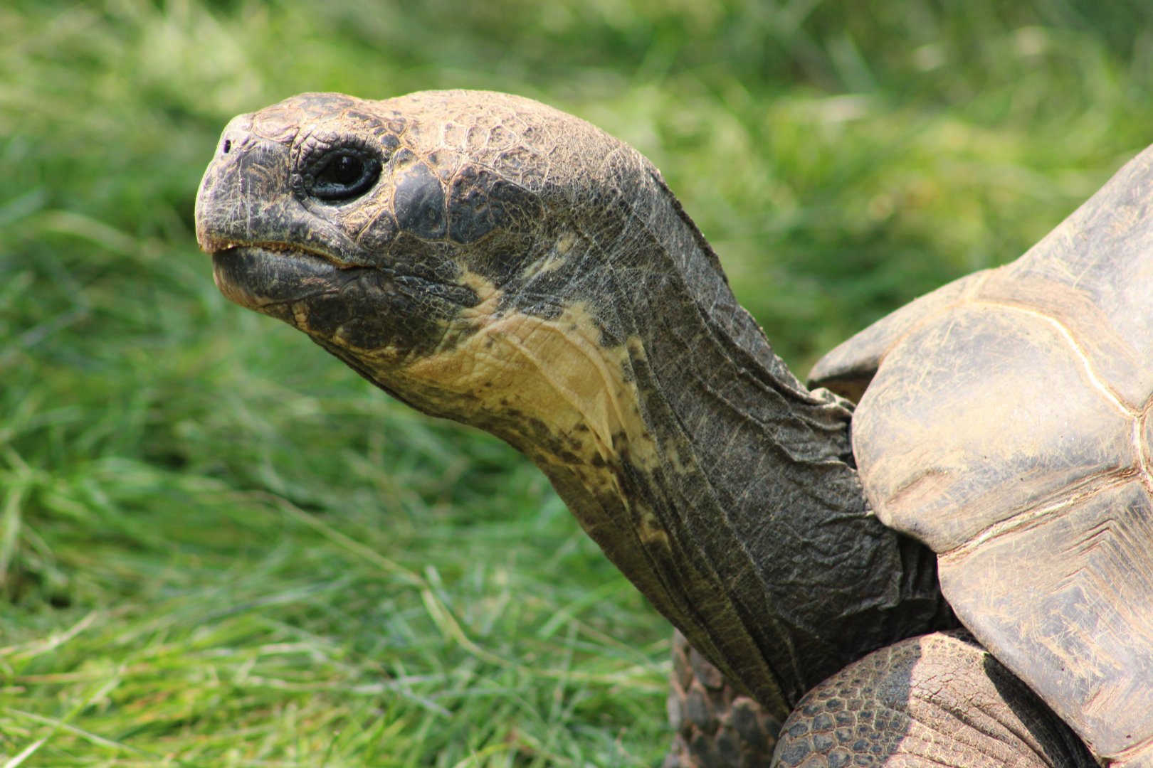 Giant Tortoise at the Saint Louis Zoo