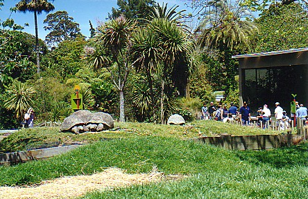 Giant Tortoise @ Auckland zoo 1999