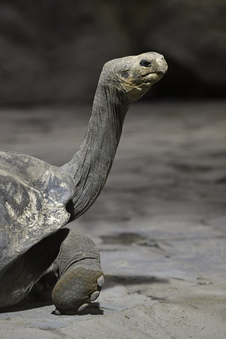 Giant tortoise (Chelonoidis niger)