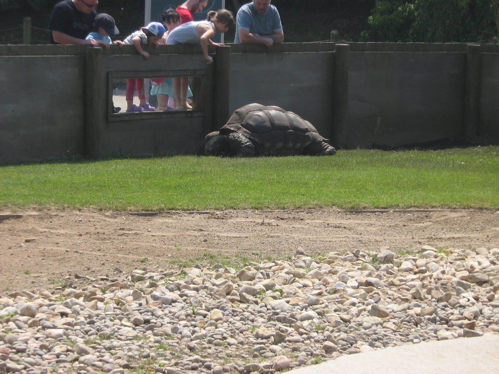 giant tortoise darwin