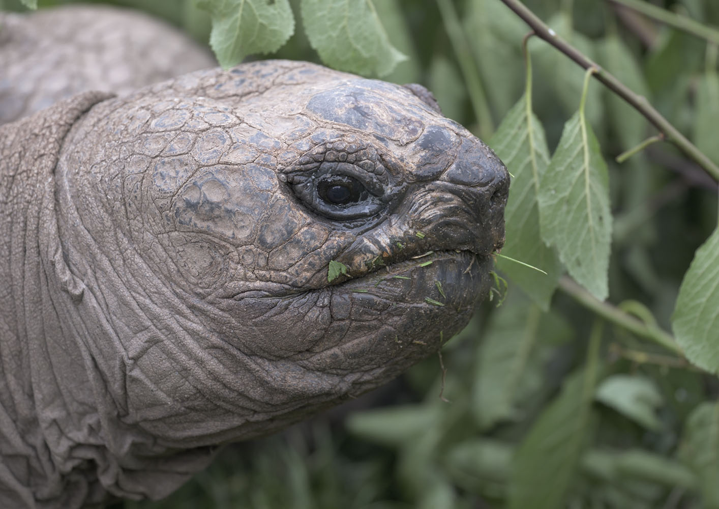 Giant tortoise 'Darwin'
