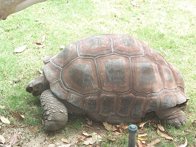 giant tortoise Dec 2001
