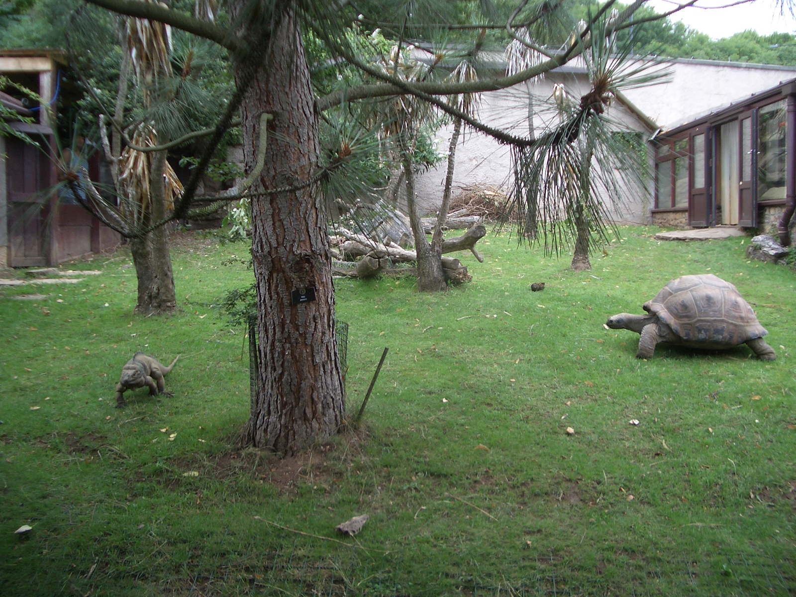 Giant Tortoise Enclosure - 24.07.2010