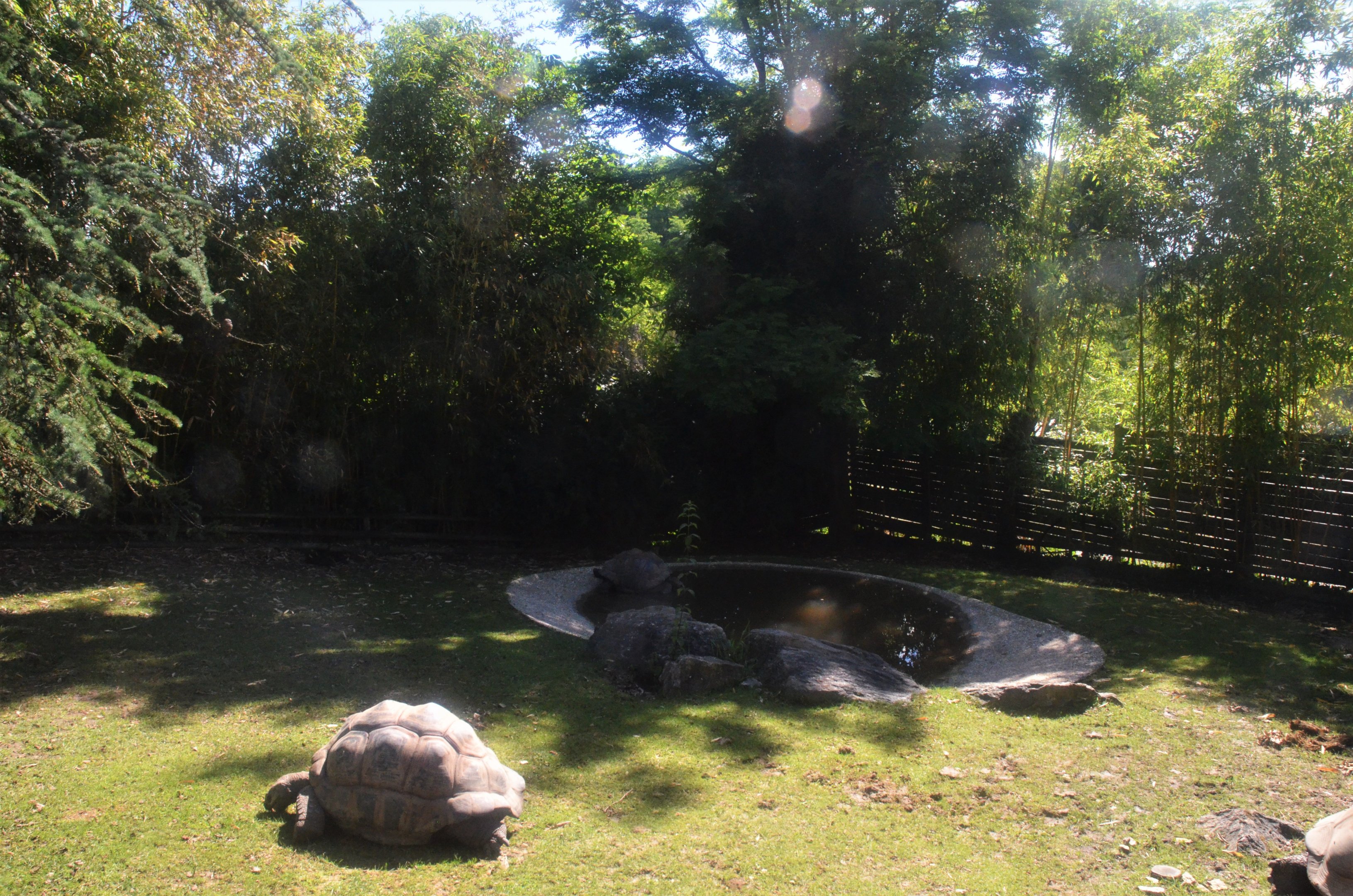 Giant Tortoise Enclosure at Beauval, 12/06/18