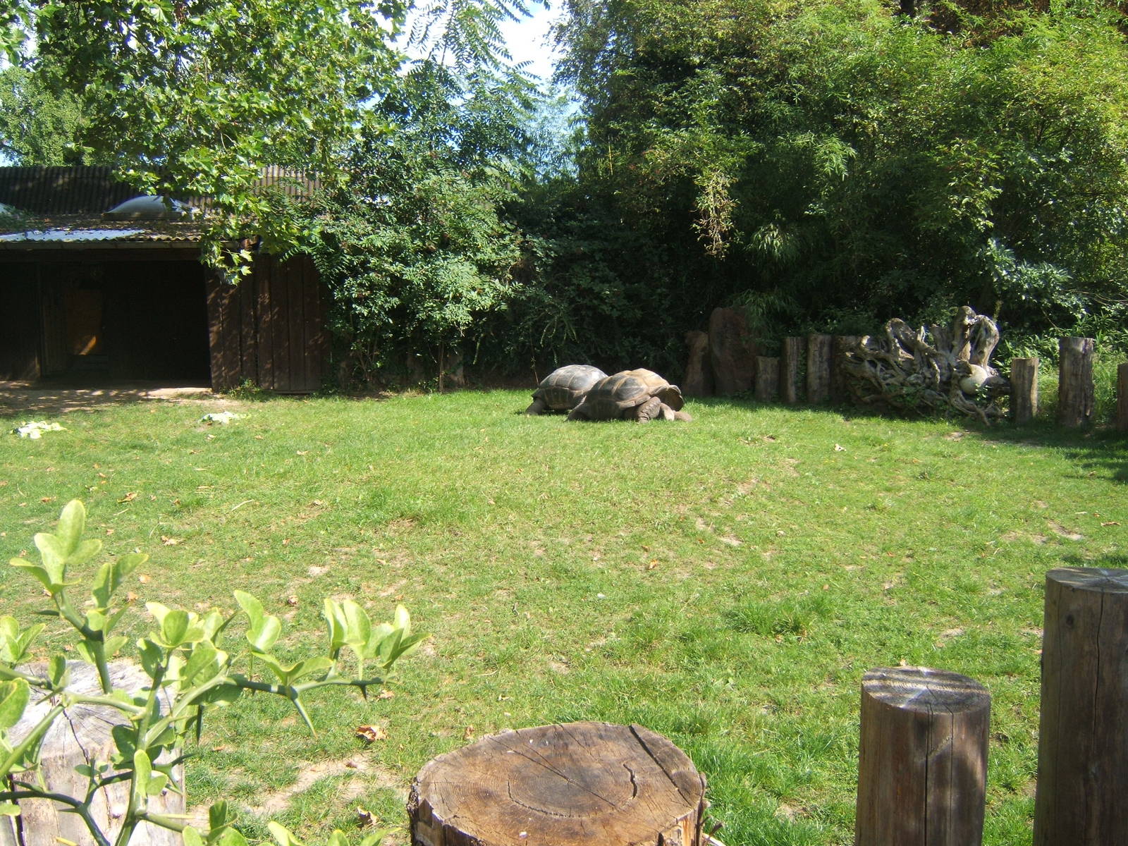 Giant Tortoise enclosure