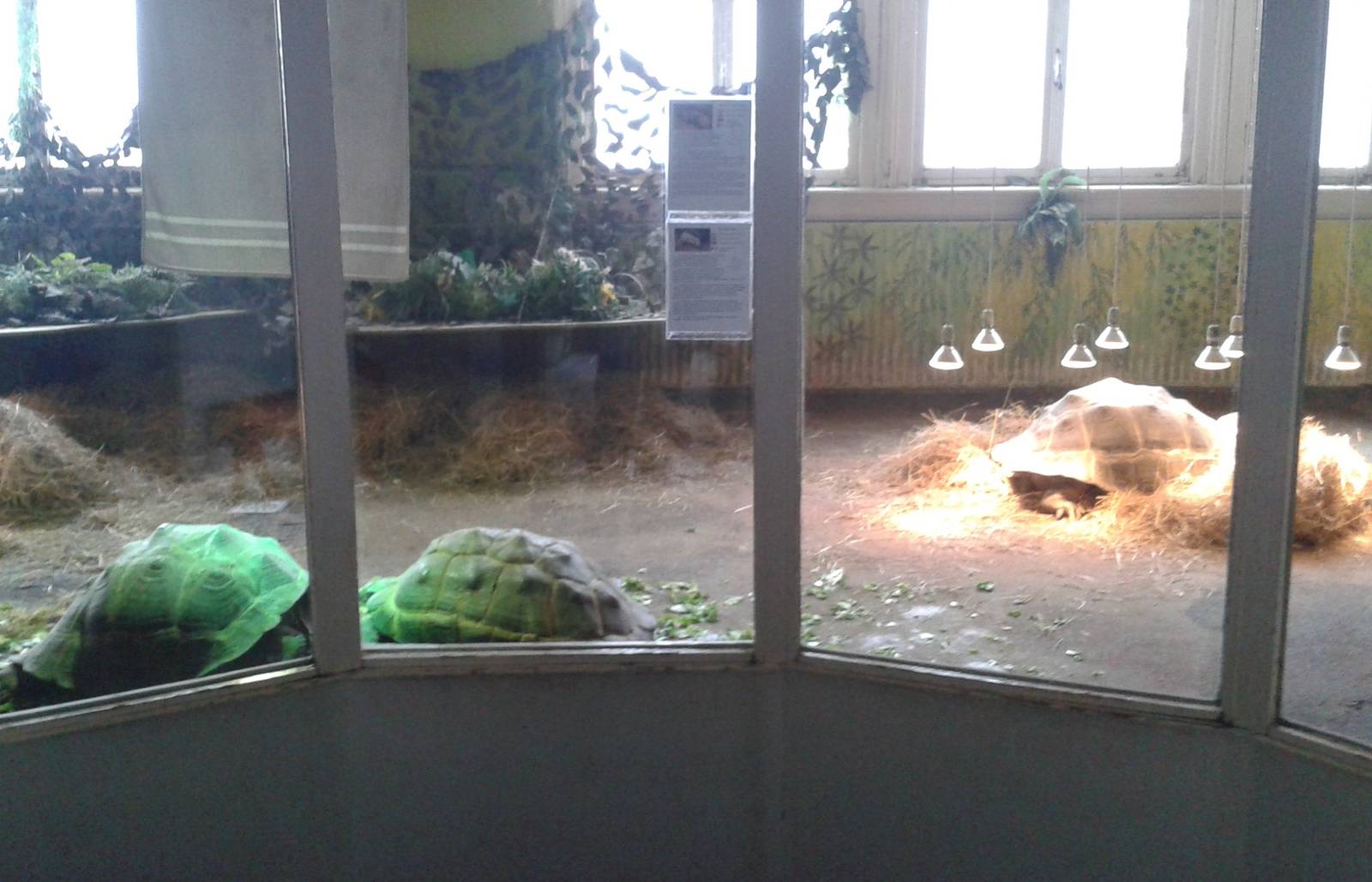Giant tortoise-enclosure