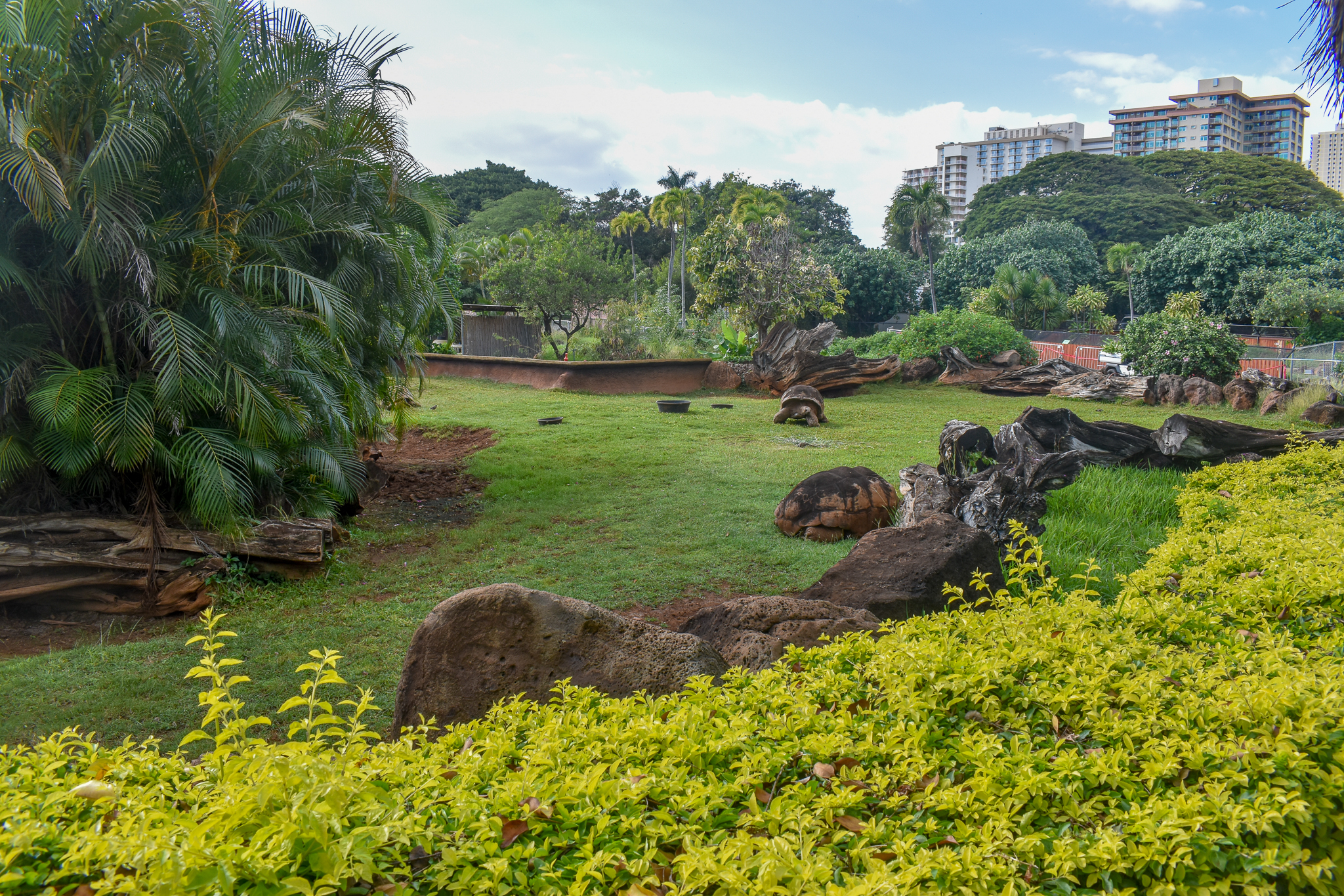 Giant tortoise enclosure