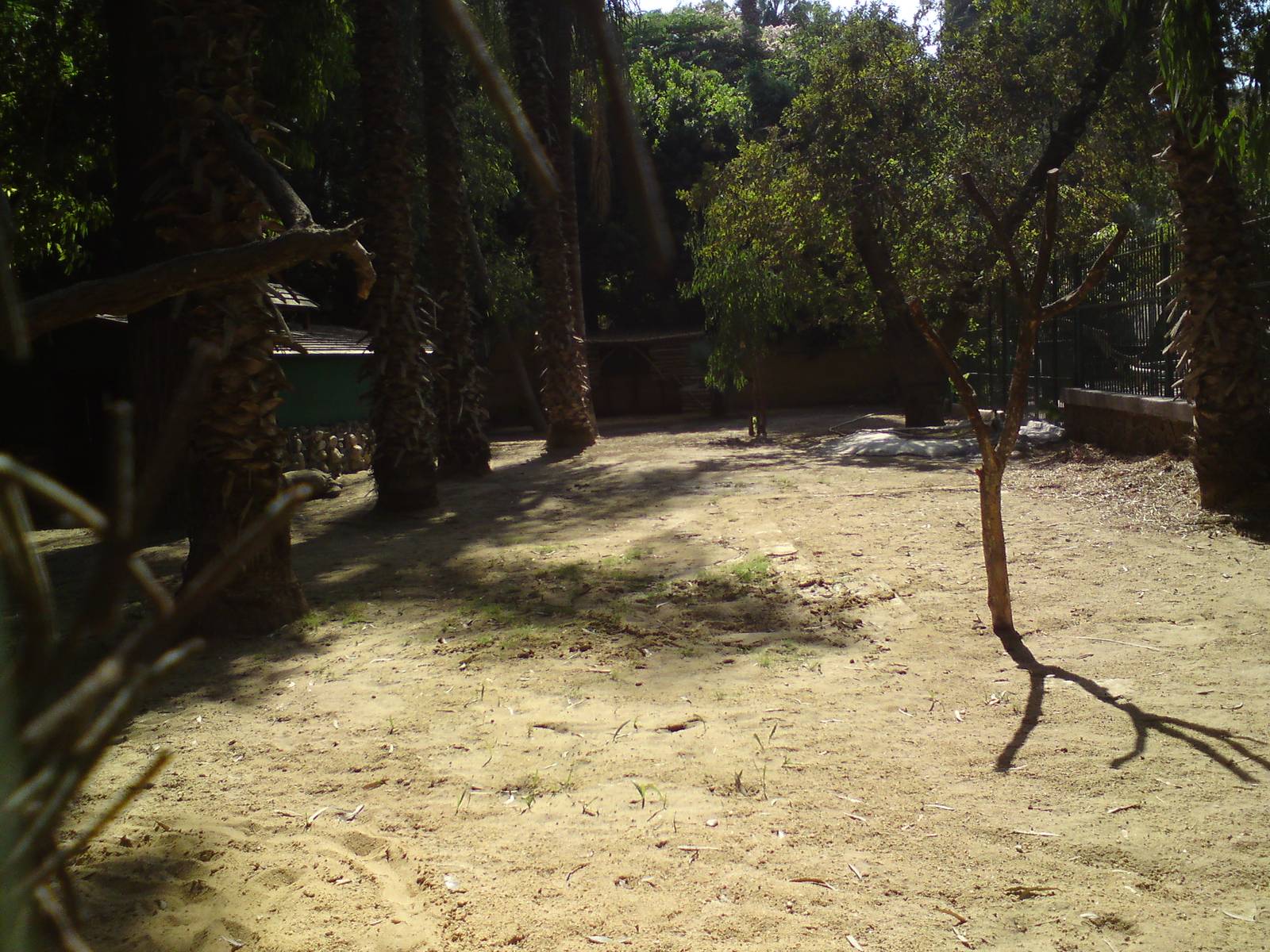 Giant tortoise enclosure