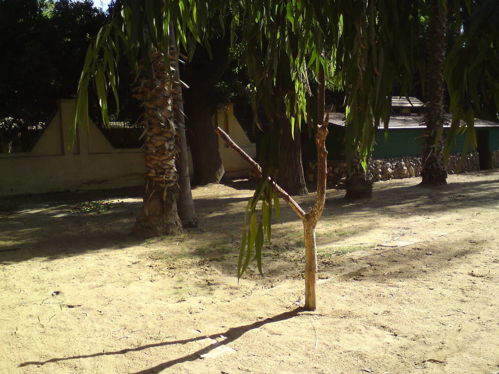 Giant tortoise enclosure