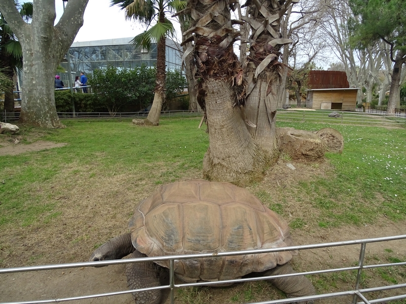 Giant tortoise enclosures