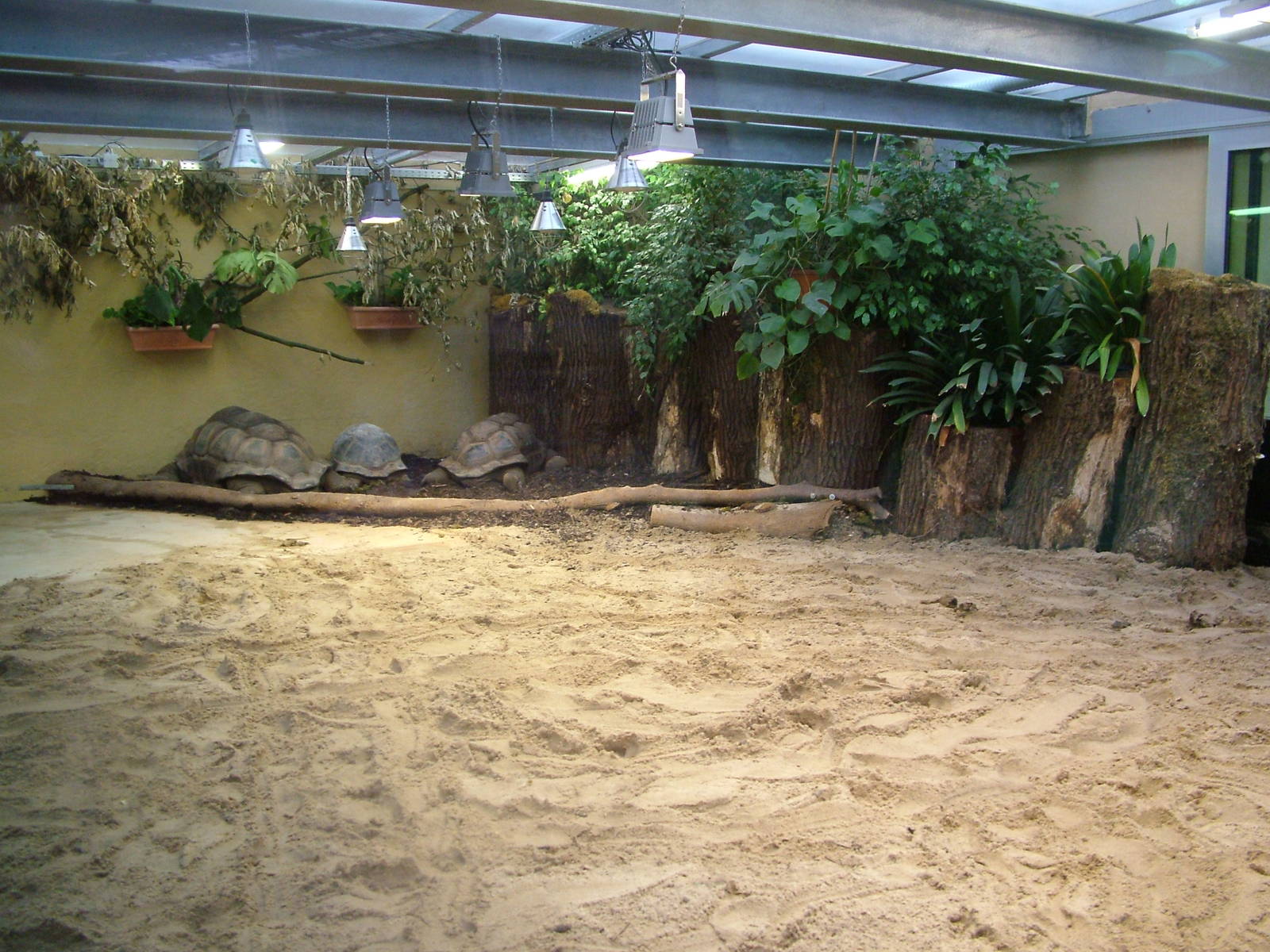 Giant Tortoise Exhibit at Darmstadt, 30/08/10