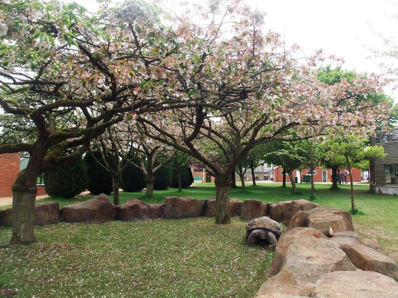 Giant Tortoise Exhibit at Twycross, 18/05/13