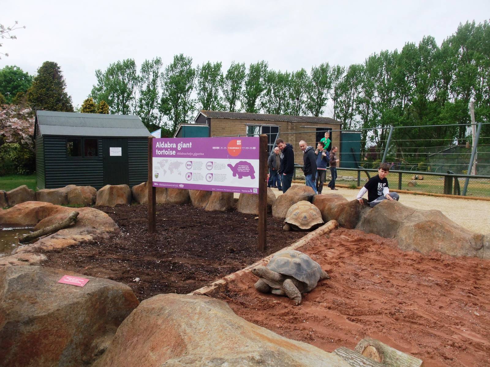 Giant Tortoise Exhibit at Twycross, 18/05/13