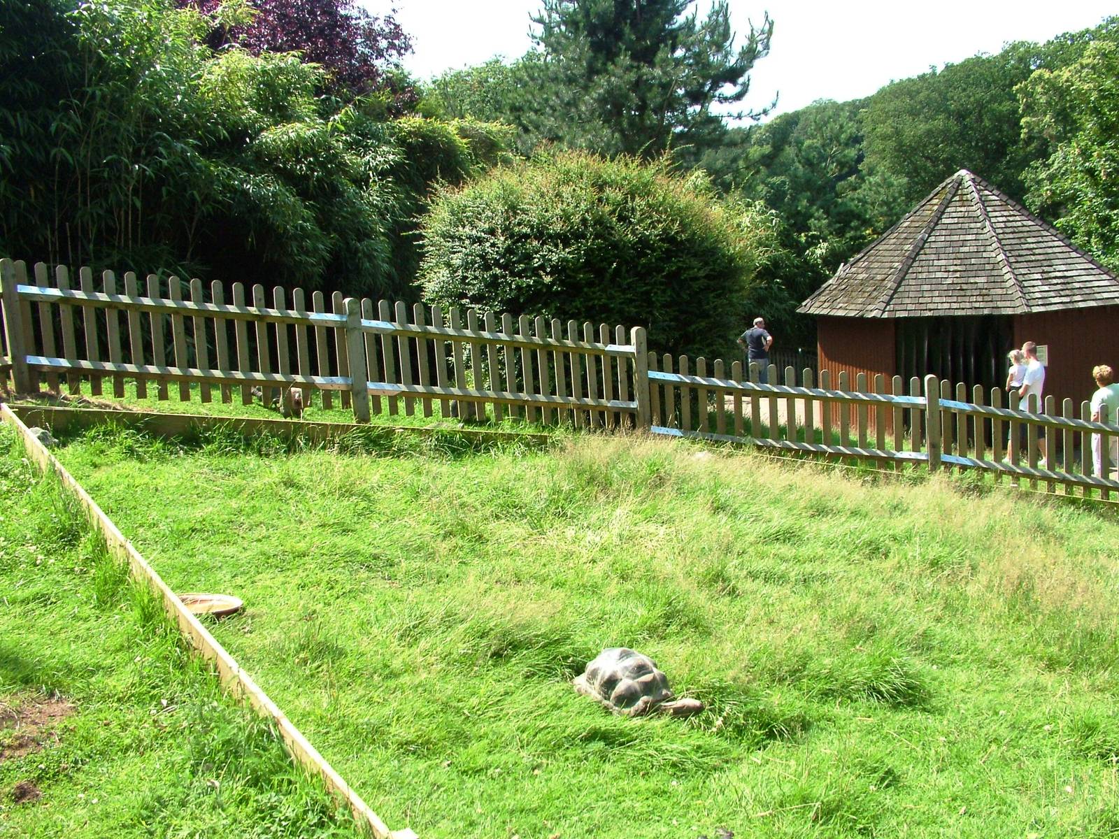 Giant Tortoise Exhibit at Woburn, 22/07/12