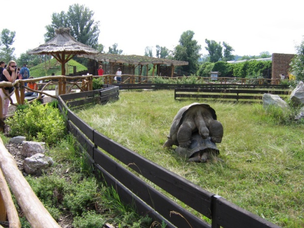 Giant tortoise exhibit @ Prague zoo