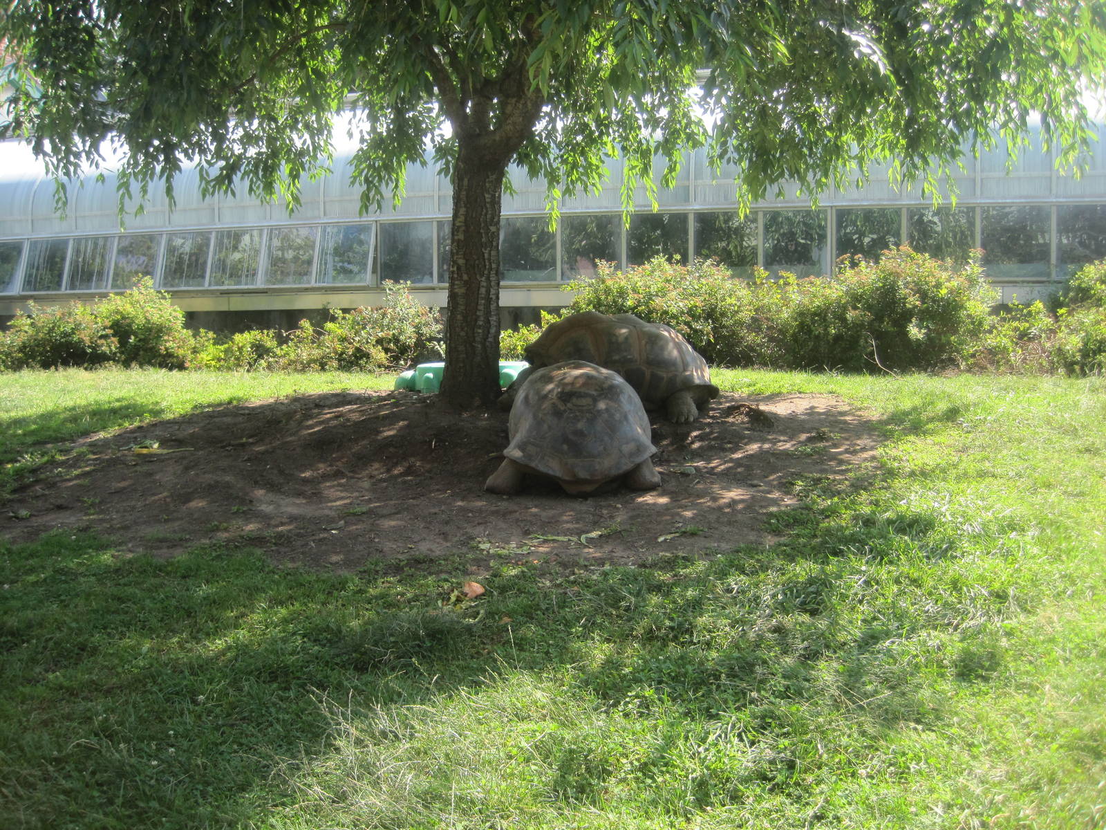 Giant Tortoise Exhibit