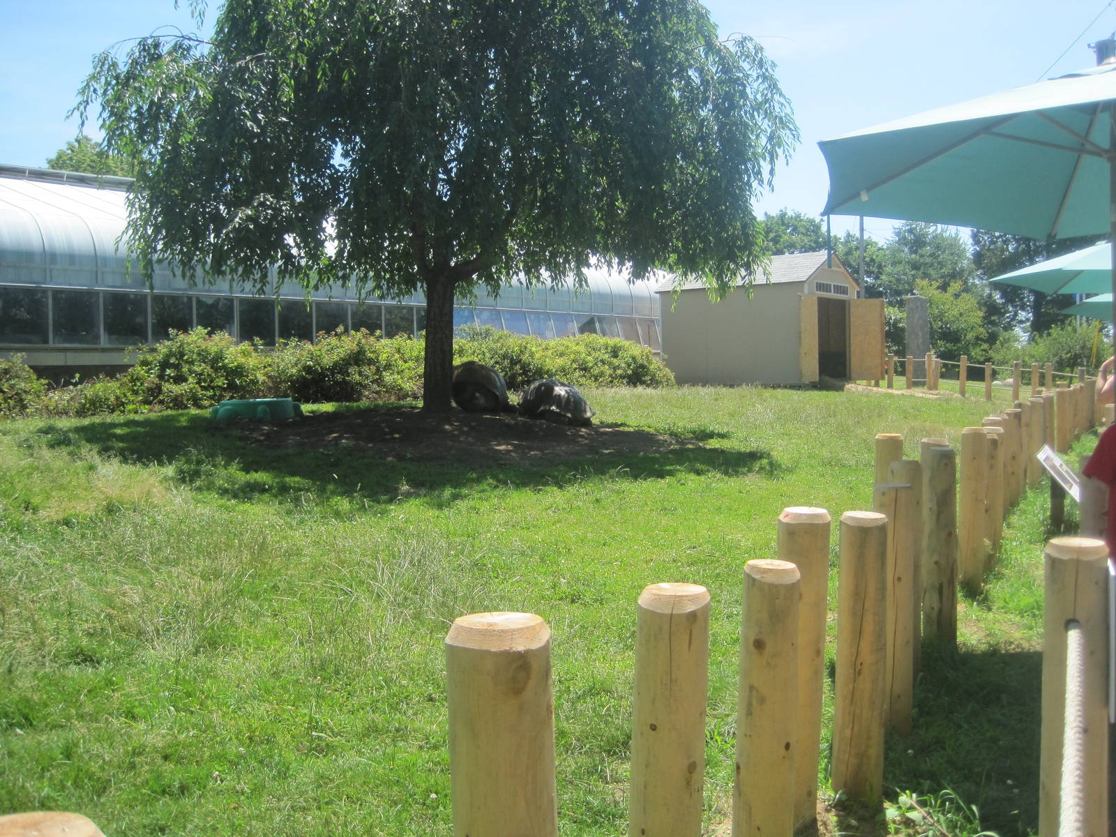 Giant Tortoise Exhibit