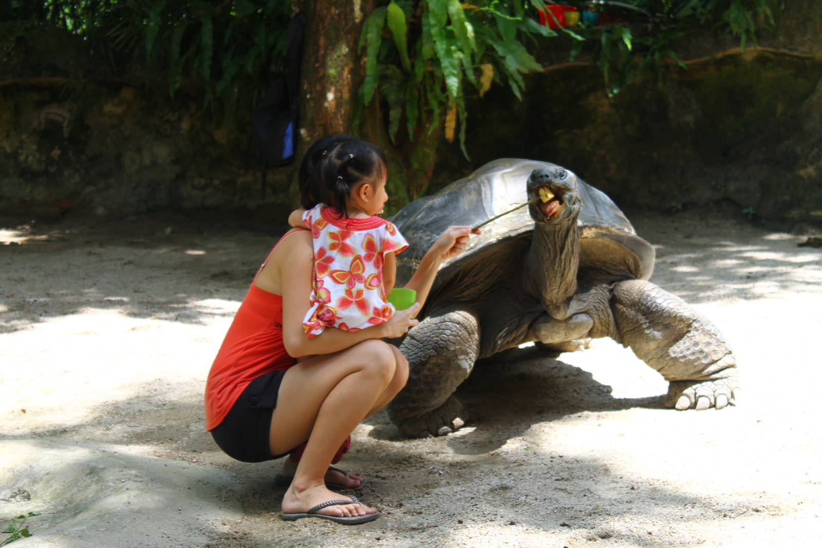 Giant Tortoise Experience