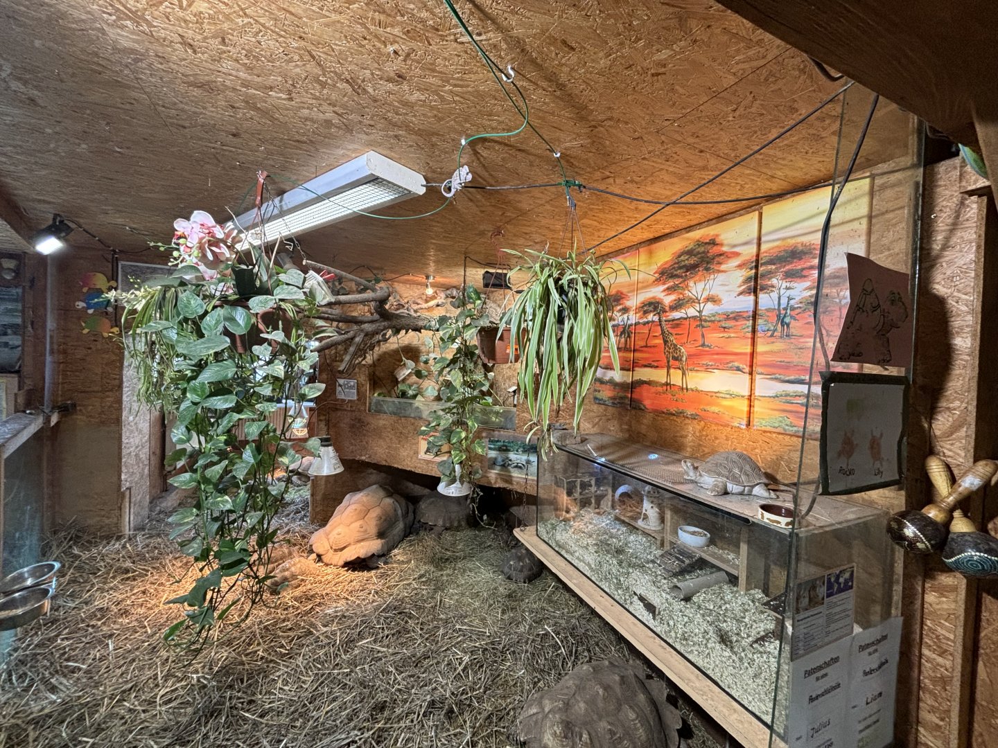 Giant Tortoise Indoor Display Schildkröten und Reptilien Zoo Neu-Ulm