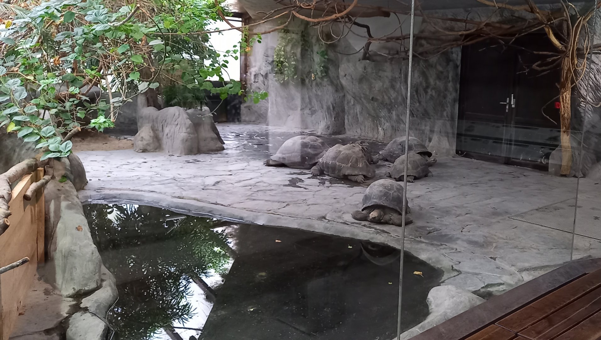 Giant tortoise indoor enclosure