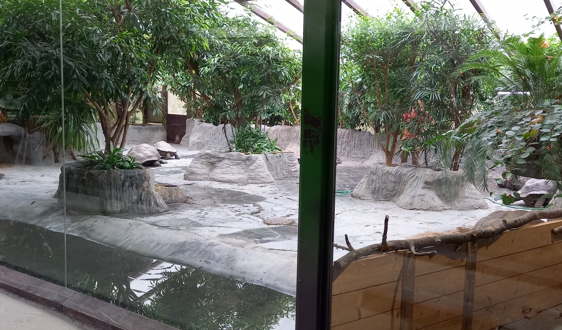 Giant tortoise indoor enclosure