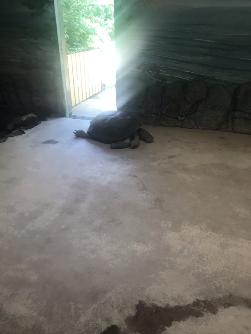 Giant tortoise indoors