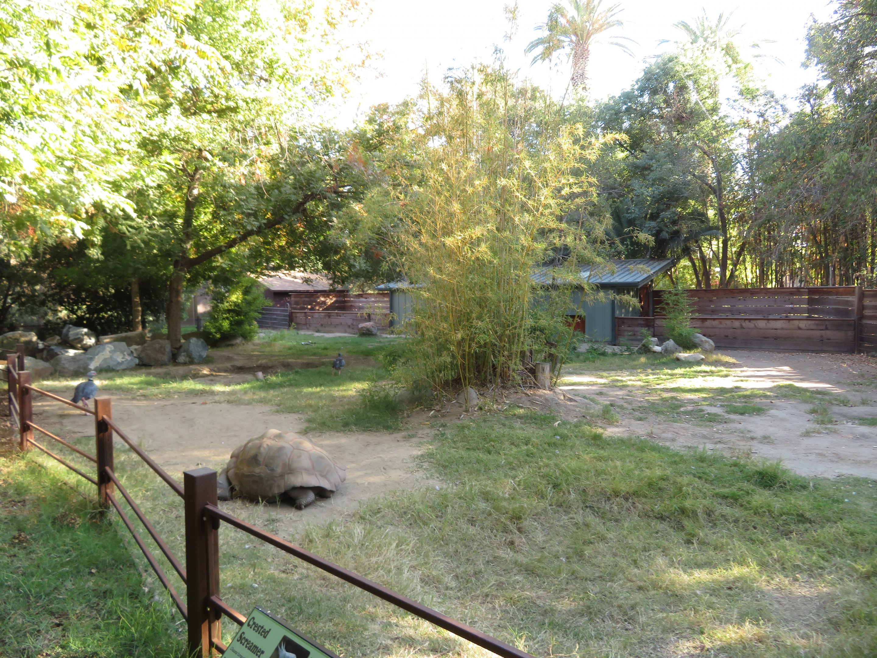 Giant Tortoise/Screamer Exhibit