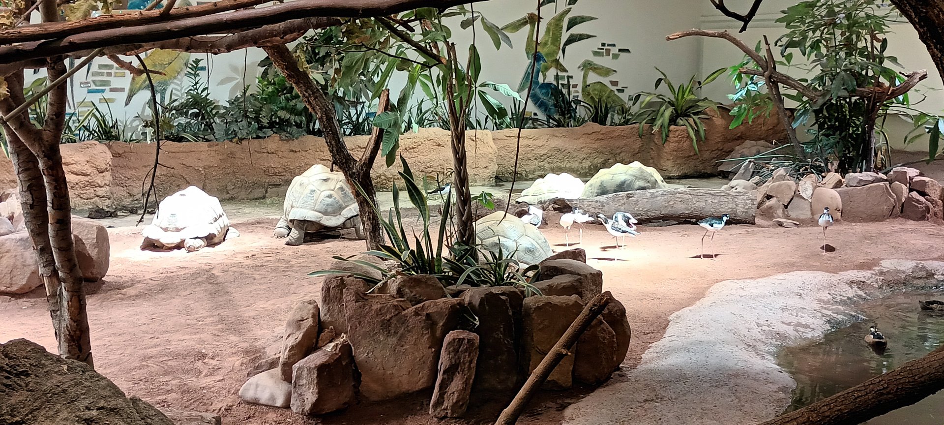Giant Tortoise/Shorebird Enclosure