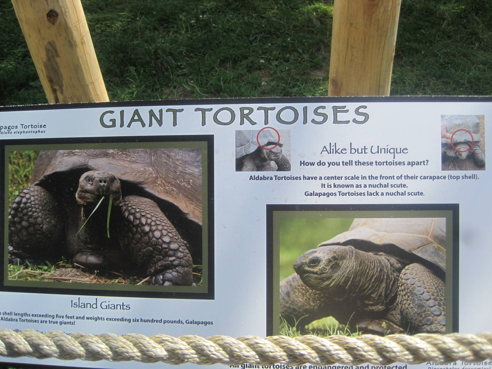 Giant Tortoise Sign