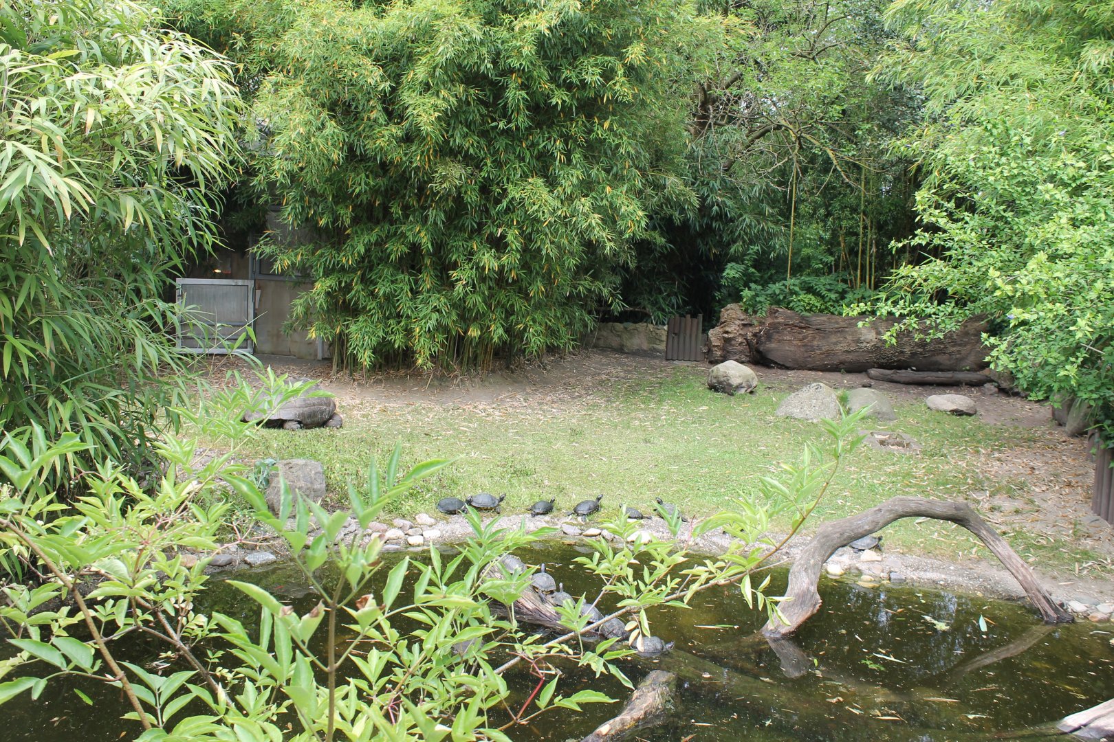 Giant Tortoise - Slider enclosure