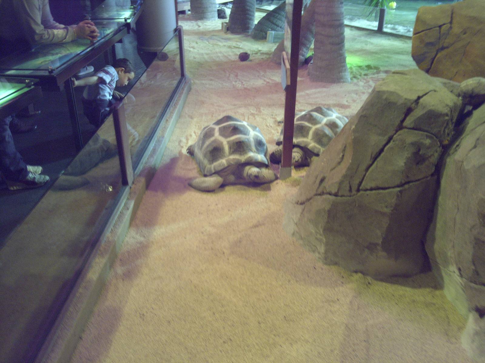 Giant Tortoise (species?)
