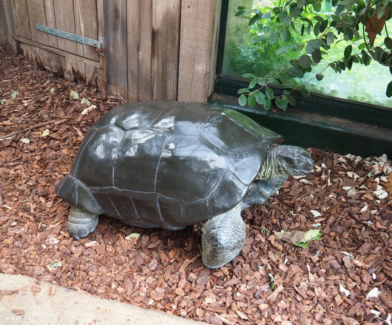 Giant tortoise statue, 2023-08-17