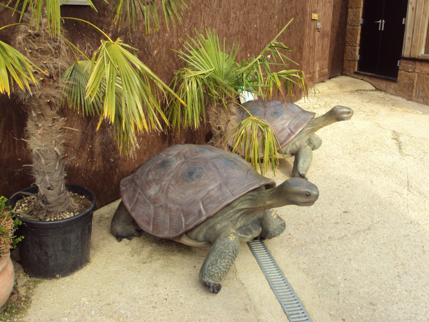 Giant Tortoise statues 31/10/2019