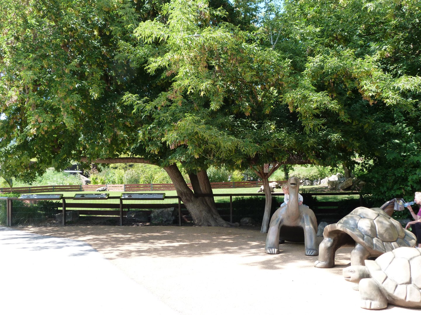 Giant tortoise viewing area -Zoo Praha (2025)
