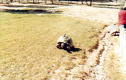 Giant Tortoise @ WPZ